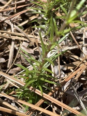 Phlox nivalis texensis