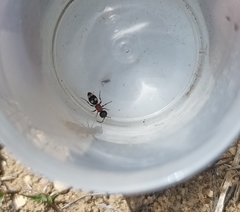 Blakeius bipunctatus