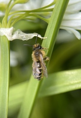 Andrena flavipes