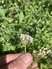 Asclepias perennis image