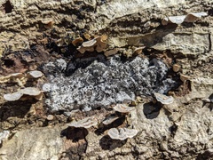 Biscogniauxia atropunctata