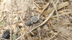 Graphipterus minutus