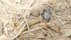 Graphipterus minutus