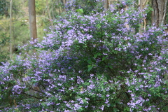 Prostanthera melissifolia