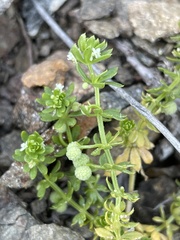 Galium verrucosum