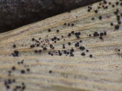 Bartheletia paradoxa