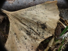 Bartheletia paradoxa