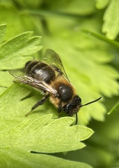 Andrena scotica