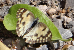 Colotis vesta mutans