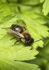 Andrena scotica