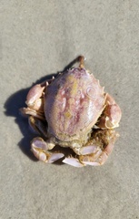 Nautilocorystes ocellatus