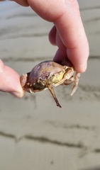 Nautilocorystes ocellatus