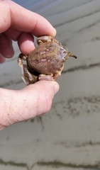 Nautilocorystes ocellatus