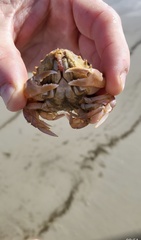 Nautilocorystes ocellatus