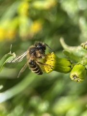 Andrena flavipes