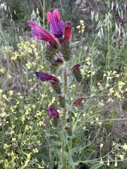Echium creticum
