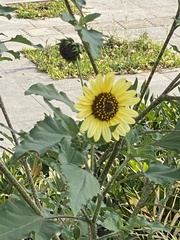Helianthus annuus