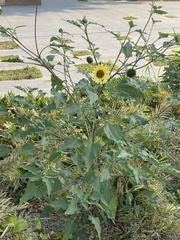 Helianthus annuus