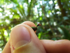 Mormodes