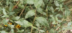 Viguiera pazensis