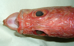 Ostichthys japonicus