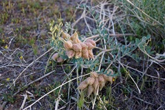 Astragalus lentiginosus nigricalycis