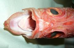 Ostichthys japonicus