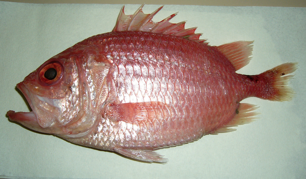Ostichthys