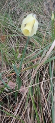 Narcissus moleroi