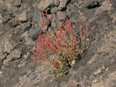 Rumex aetnensis