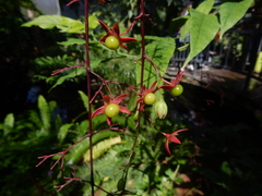 Clerodendrum schmidtii