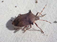 Picromerus nigridens