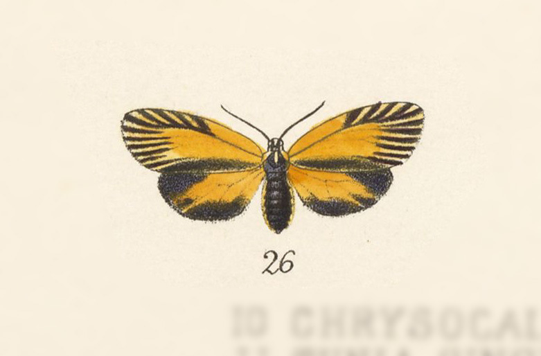 Pyromorpha radialis