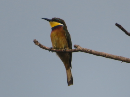 Blue-breasted Bee-eater
