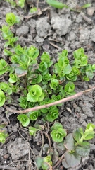 Lysimachia nummularia
