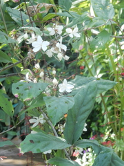 Clerodendrum schmidtii
