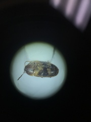 Litargus