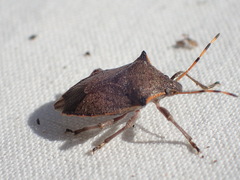 Picromerus nigridens