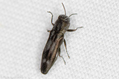 Agrilus lecontei celticola