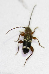 Phymatodes varius