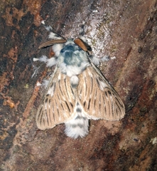 Wittinia cremor