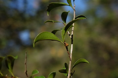 Sapotaceae