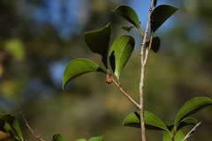 Sapotaceae