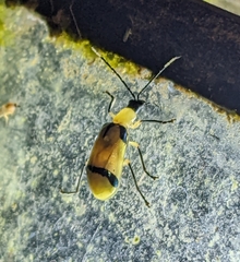 Diabrotica arcuata