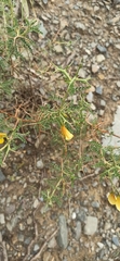 Adesmia miraflorensis