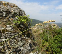 Poa versicolor
