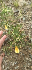 Adesmia miraflorensis