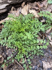 Cardamine impatiens