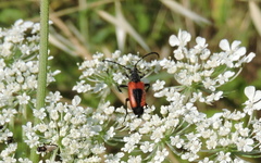 Stictoleptura cordigera