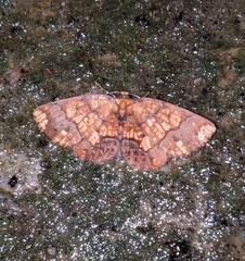 Melinodes detersaria